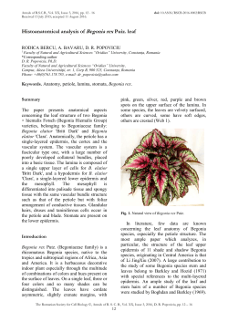 Histoanatomical analysis of Begonia rex Puiz. leaf