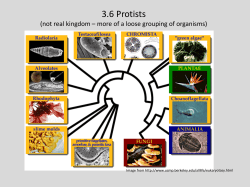 3U 3.6Protists PDF
