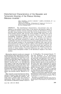 Histochemical characteristics of the masseter and temporalis
