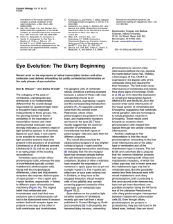 Eye Evolution: The Blurry Beginning