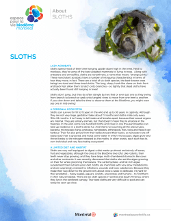 sloths - Espace pour la vie