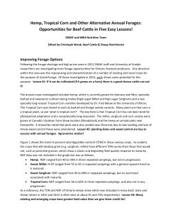 Hemp, Tropical Corn and Other Alternative Annual Forages