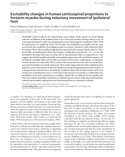 Excitability changes in human corticospinal projections to
