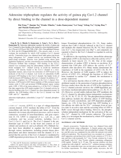 Adenosine triphosphate regulates the activity of guinea - AJP-Cell