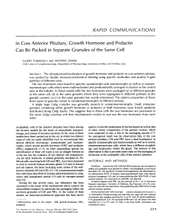 In Cow Anterior Pituitary, Growth Hormone and