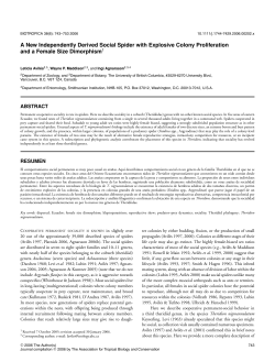 A New Independently Derived Social Spider with Explosive Colony