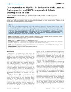 Overexpression of MyrAkt1 in Endothelial Cells Leads to