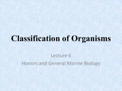 Classification of Organisms