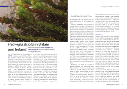 Hedwigia striata in Britain and Ireland