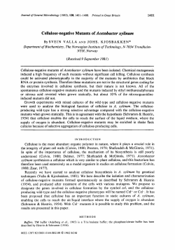 Cellulose-negative Mutants of Acetobacter xylinum