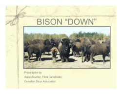 BISON &ldquo;DOWN&rdquo;