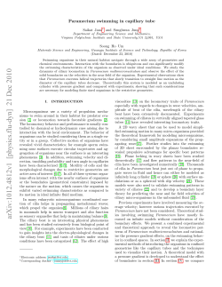 Paramecium swimming in capillary tube