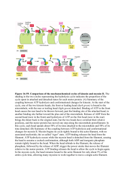 Figure 16-59. Comparison of the mechanochemical cycles of kinesin
