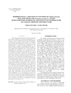 MORPHOLOGIAL VARIATION IN COLONIES OF Chalara fraxinea