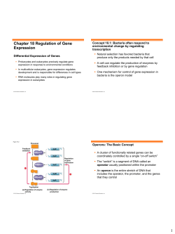 1 Chapter 18 Regulation of Gene Expression