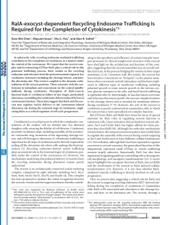 RalA-exocyst-dependent Recycling Endosome Trafficking Is