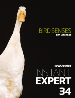 bird senses - New Scientist
