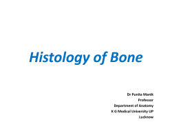Histology of Bones