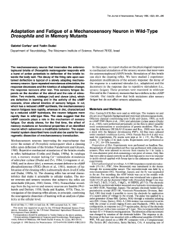 Adaptation and Fatigue of a Mechanosensory Neuron in Wild