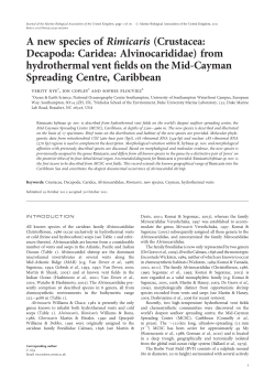 Rimicaris hybisae