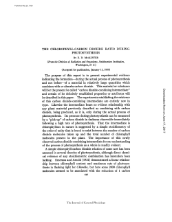 THE CHLOROPHYLL-CARBON DIOXIDE RATIO DURING