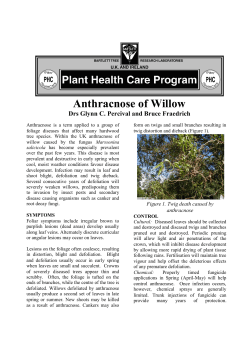 Anthracnose of Willow - Bartlett Tree Experts
