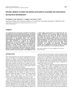 Genetic ablation of petal and stamen primordia to