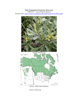 Plant Propagation Protocol for Myrica gale ESRM 412 &ndash; Native Plant