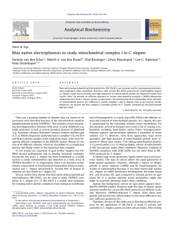 Blue native electrophoresis to study mitochondrial - RWTH