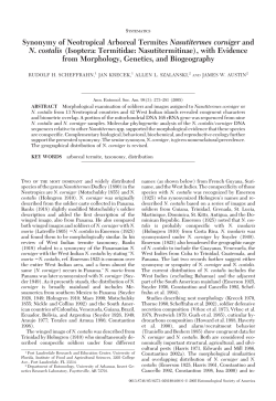 Synonymy of Neotropical Arboreal Termites Nasutitermes corniger
