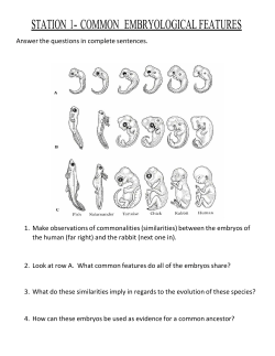 station 1- common embryological features