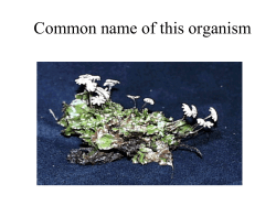 Common name of this organism