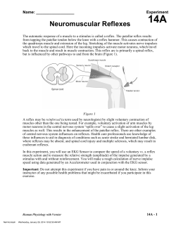 Neuromuscular Reflexes