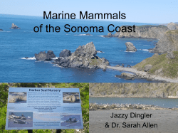 Pinnipeds and Cetacean Presentation