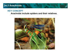 24.3 Arachnids - Clinton Public Schools