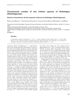 Chromosome number of two Chilean species of Nothofagus