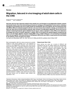 Migration, fate and in vivo imaging of adult stem cells in the