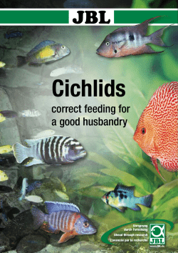 Cichlids