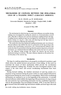 mechanisms of coupling between the ipsilateral legs of a walking