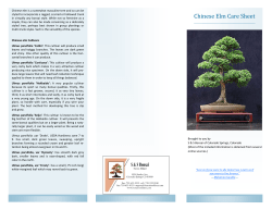 Chinese Elm Care Sheet