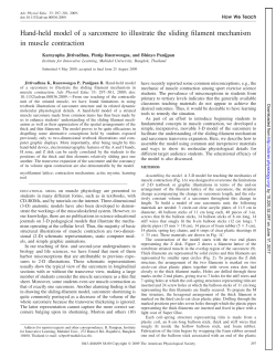 Hand-held model of a sarcomere to illustrate the sliding filament