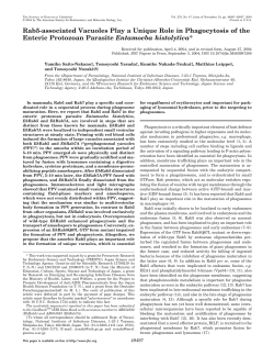 Rab5-associated Vacuoles Play a Unique Role in Phagocytosis of