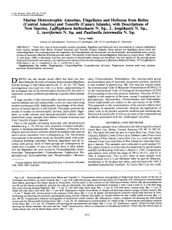 Marine Heterotrophic Amoebae, Flagellates and Heliozoa From Belize
