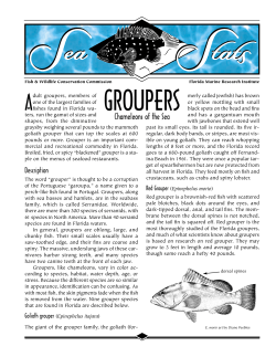 groupers - Islamorada Sport Fishing Online