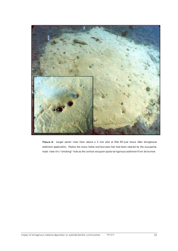 Impact of terrigenous material deposition on subtidal benthic