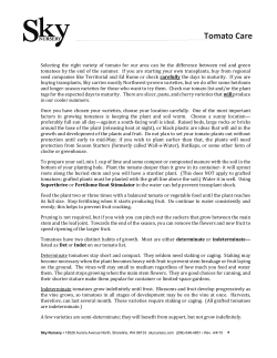 Tomato Care - Sky Nursery