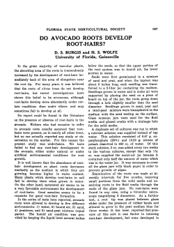 do avocado roots develop root-hairs?