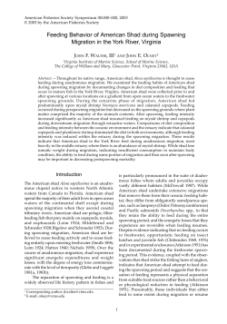 Feeding Behavior of American Shad during Spawning Migration in