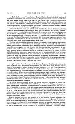 Accipiter pectoralis, a Synonym of Accipiter poliogaster