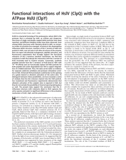 Functional interactions of HslV (ClpQ) with the ATPase HslU (ClpY)